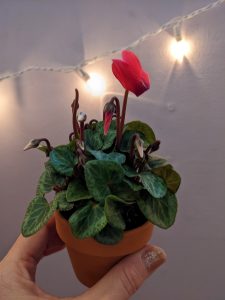 A hand holds a small potted plant with a beautiful red flower in front of a lavender wall with white string lights draped on it.